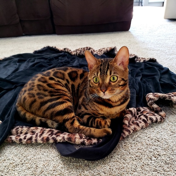 😻 WANT MORE FOLLOWERS? 😻 - Picture 5 of 6